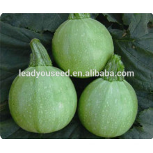 MSQ072 Yuan forma redonda luz verde f1 semillas de calabaza híbrida empresa